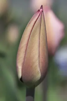 Tulip Macro Drucke: Tulip tulipa