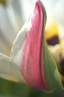 Tulip Blossom Details Drucke: Tulip tulipa