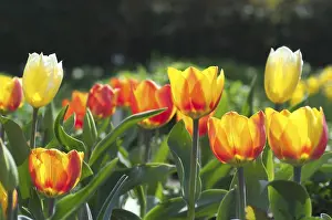 Colorful Spring Flowers Drucke: Tulip tulipa