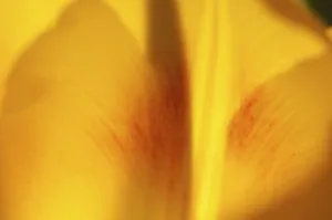 Orange Blossom Detail Drucke: Tulip tulipa