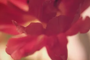 Tulip Blossom Details Drucke: Tulip tulipa