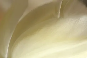 Tulip Blossom Details Drucke: Tulip tulipa