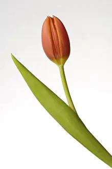 Tulip Flower Drucke: Tulip (tulipa)