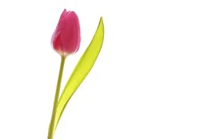 Tulip Flower Drucke: Tulip (Tulipa)
