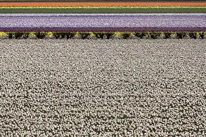 Colorful Tulips Drucke: Tulip (Tulipa) fields in different colours