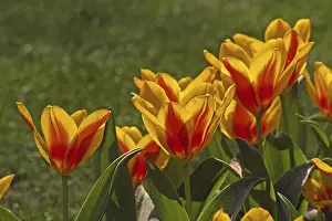 Spring Flower Drucke: Tulipa greigii Engadin