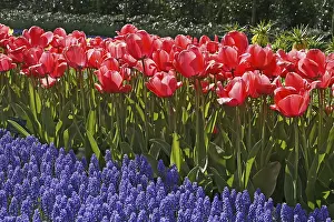 Liliaceae Family Plants Drucke: Tulipa Pink Impression