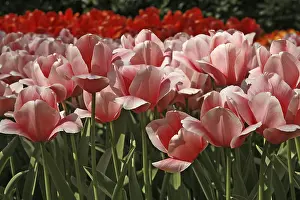 Gerahmter Druck : Tulipa Salmon Impression Gerahmter Druck : Tulipa Salmon Impression