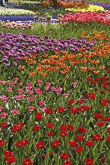 Gerahmter Druck : Tulipa, Tulpenbeet.