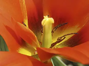 Vernal Flowering Plant Drucke: Tulipa Van Eijk'
Tulipa Van Eijk