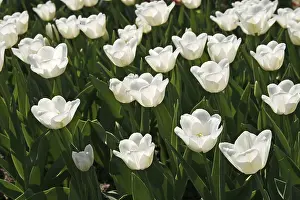 Spring Flowering Plant Drucke: Tulipa White Dream