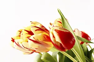 Studio Shot Of Tulips Drucke: Tulips