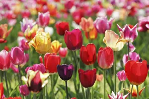Red Tulip Flower Drucke: Tulips