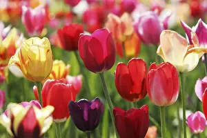 Red Tulips Drucke: Tulips