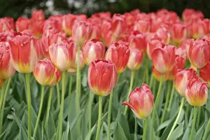 Open Air Flowers Drucke: Tulips