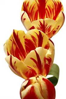 Liliaceae Family Plants Drucke: Tulips