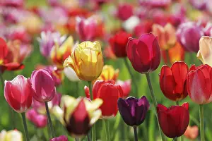 Red Tulips Drucke: Tulips