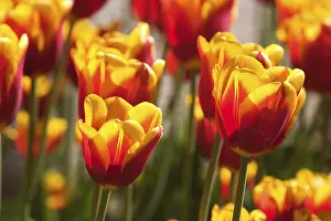 German Springtime Blooms Drucke: Tulips