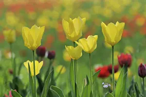 Colorful Spring Flowers Drucke: Tulips