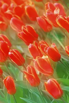 First Day Of Spring Bloomers Drucke: Tulips