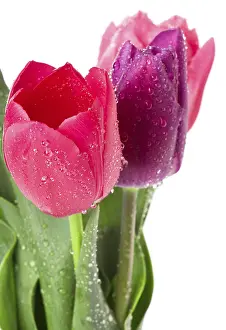 Ornamental Plant Drucke: Tulips