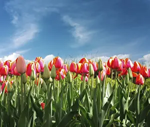 Spring Blooming Flowers Drucke: Tulips