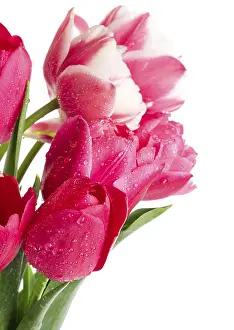 Ornamental Plant Drucke: Tulips