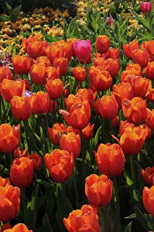 Ornamental Plant Drucke: Tulips