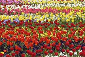 Spring Blooming Flowers Drucke: Tulips