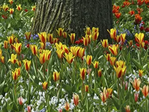 Liliaceae Family Plants Drucke: Tulips