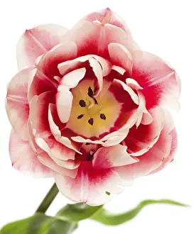 Spring Flowers Drucke: Tulips