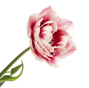 Springtime In The Netherlands Drucke: Tulips