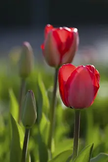 Decorative Flower Arrangement Drucke: Tulips in the backlight