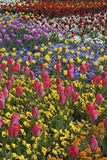 Vernal Flowering Plants Germany Drucke: Tulips in a bed