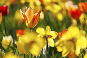 Deserted Spring Blooms Drucke: Tulips, Germany