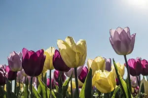 Embellished Floral Decoration Drucke: Tulips in spring against the light