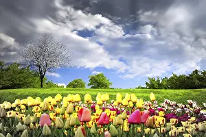 Decorative Tulips Drucke: Tulips and spring meadow