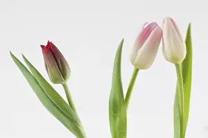 Tulip Close Up Drucke: Tulips (Tulipa)