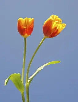 Flora And Fauna Drucke: Tulips (Tulipa)