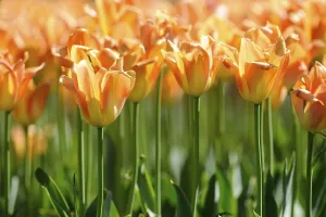 Orange Blossom Drucke: Tulips (Tulipa)