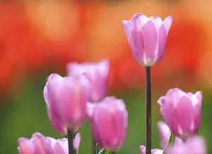 Pink Ornamental Plant Drucke: Tulips (Tulipa)