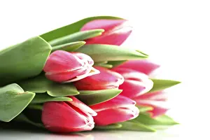 Tulip Blossom Photography Drucke: Tulips (Tulipa)