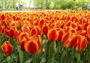 Spring Flowers Drucke: Tulips (Tulipa)