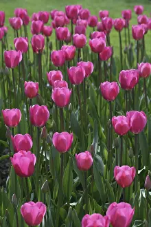 Ornamental Plant Drucke: Tulips (Tulipa)