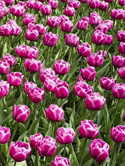 Tulip Close Up Drucke: Tulips (Tulipa)
