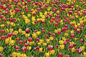 Vernal Flower Images Drucke: Tulips (Tulipa spp.)
