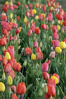 Deserted Flora Drucke: Tulpenfelder