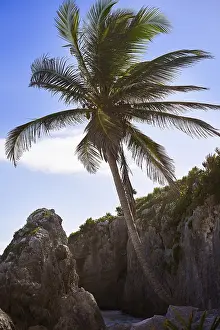Latin America Nature Scenes Drucke: Tulum beach palm tree in Riviera Maya at Mayan Mexico