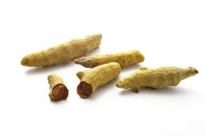 Longa Drucke: Kurkuma (Curcuma longa)