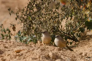 Oscine Birds In The Wild Drucke: Turdoides fulvus